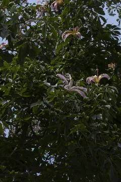 Silk floss tree Stock Photos