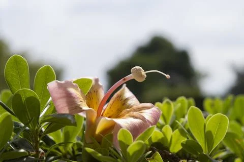 Silk floss tree Stock Photos