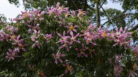 Silk floss tree Stock Photos
