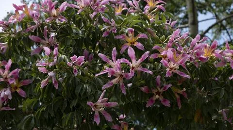 Silk floss tree Stock Photos