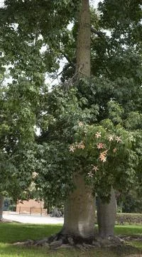 Silk floss tree Stock Photos