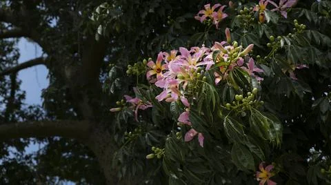 Silk floss tree Stock Photos