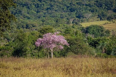 Silk Floss Tree Foto stock