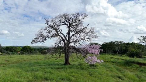 Silk Floss Tree Stock Photos