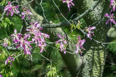 Silk Floss Tree from subtropical forests of South America. Local name is pa.. Stock Photos