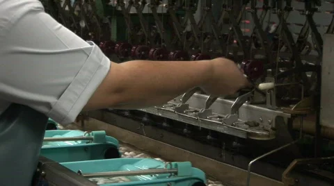 Silk making Stock Footage 582484