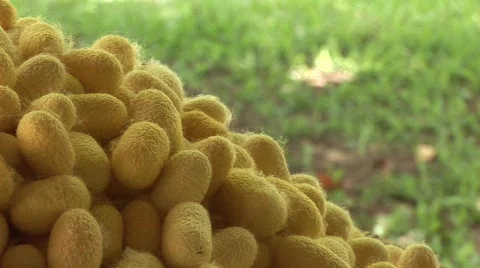 Silk making Stock Footage 583370