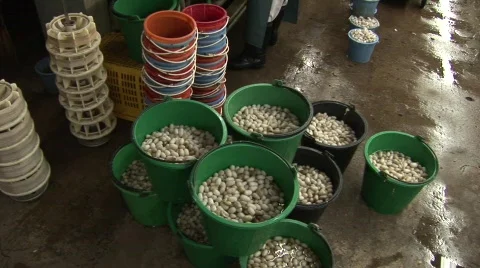 Silk making Stock Footage 583386