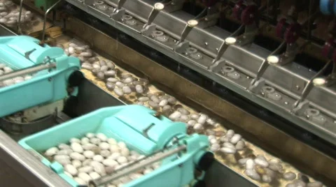 Silk making Video stock 583400