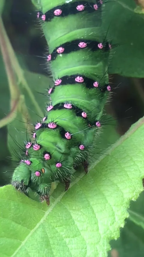 Silk moth caterpillar eating leaf Stock Footage 243409449