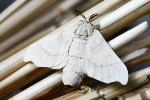 Silk Moth on Cocoon Stock Photos