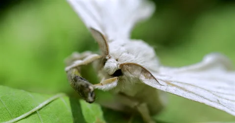 Silk moth head, extreme closeup Stock Footage 293683766