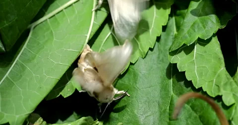 Silk moth head, extreme closeup Stock Footage 293684776