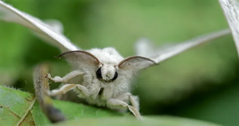Silk moth head, extreme closeup Stock Footage 293684790