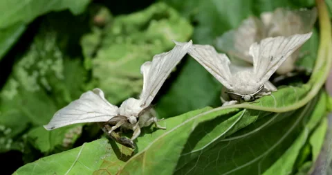 Silk moth head, extreme closeup Stock Footage 293684839