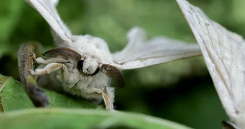 Silk moth head, extreme closeup, Bombyx mori Stock Footage 293753416