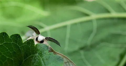 Silk moth head, extreme closeup, Bombyx mori Stock Footage 293753464