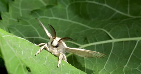 Silk moth head, extreme closeup, Bombyx mori Stock Footage 293753476