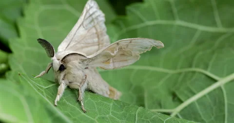Silk moth head, extreme closeup, Bombyx mori Stock Footage 293753521