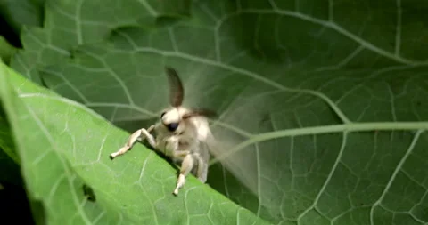 Silk moth head, extreme closeup Stock Footage 294192451