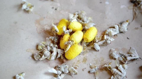 Silk Moth on Silk Cocoon Stock Footage 45530344