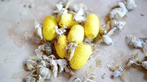 Silk Moth on Silk Cocoon Video stock 45530361