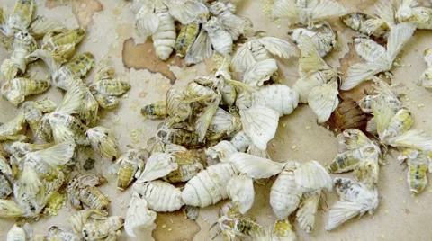 Silk Moth on Silk Cocoon Video stock 45531151