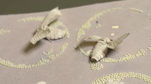 Silk moths hatching Stock-Footage 93524076