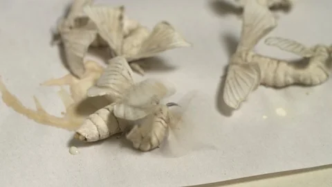 Silk moths hatching Stock-Footage 93524106