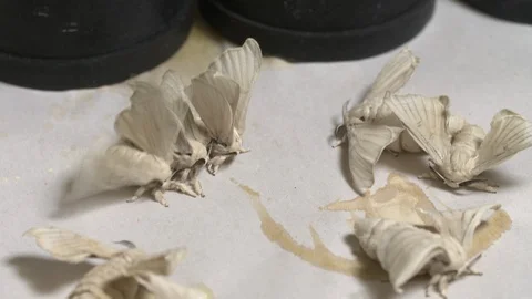 Silk moths hatching Stock-Footage 93524126