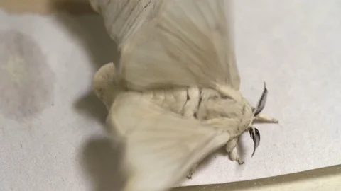 Silk moths hatching Stock-Footage 93524154