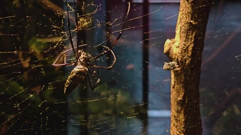 A Silk or Orb spider eating Stock Footage 259613060
