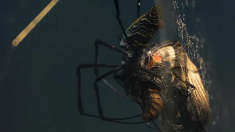 A Silk or Orb spider eating Stock Footage 263838833