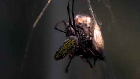 A Silk or Orb spider eating Stock Footage 263921870