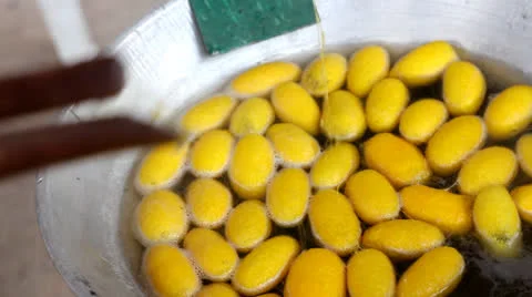 Silk Production Process Stock Footage 25561469
