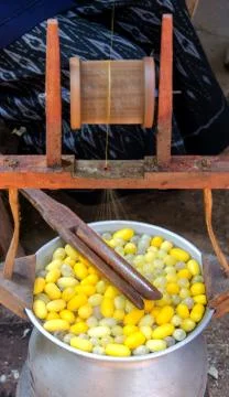 Silk production process, making of the cocoon silkworm from egg to worm 스톡 사진