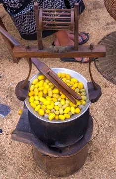 Silk Production Process, making of the cocoon silkworm from egg to worm 스톡 사진