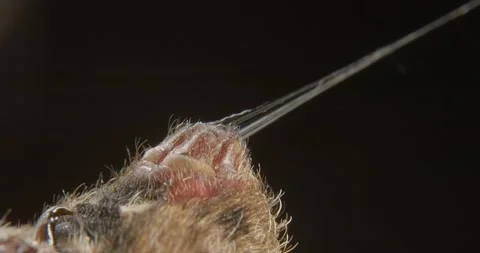 Silk pulled from a spider’s spinnerets breaks suddenly. Stock Footage 166707948