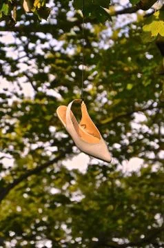 Silk shoe in a tree Stock Photos