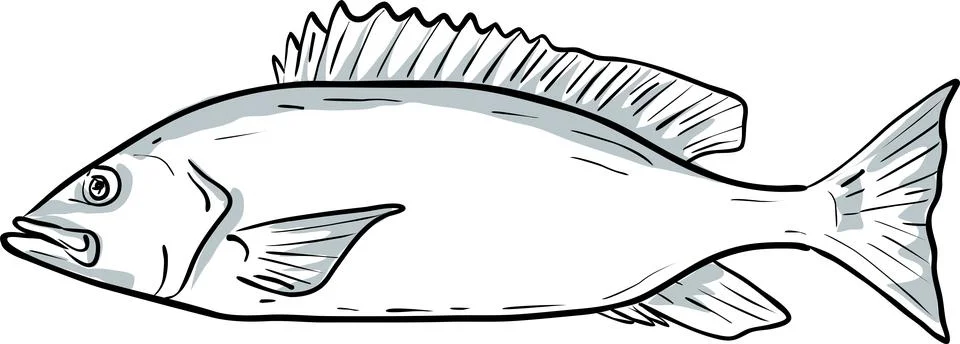 Silk Snapper or Lutjanus Vivanus Fish of the Gulf of Mexico Drawing Isolated. Stock Illustration