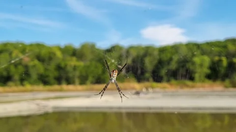 Silk spider Stock Footage 276611154