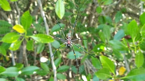 Silk spider Stock Footage 276611234