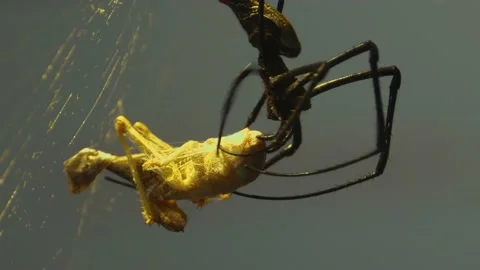 Silk spider sitting in his net Video stock 135606053
