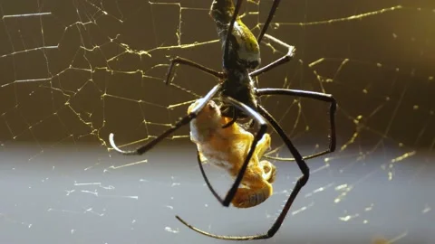 Silk spider sitting in his web Stock Footage 135821947