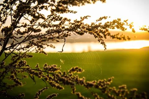 Silk of the spider at sunset Stock Photos