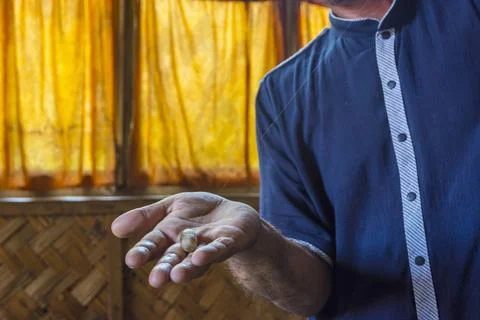 Silk thread coming from a silkworm Man showing silk thread coming from a s... Stock Photos
