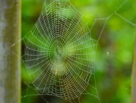 The silk thread of a spider's web is made up of rough hydrophillic (water att Stock Photos