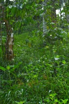 The silk thread of a spider's web is made up of rough hydrophillic (water att Stock Photos