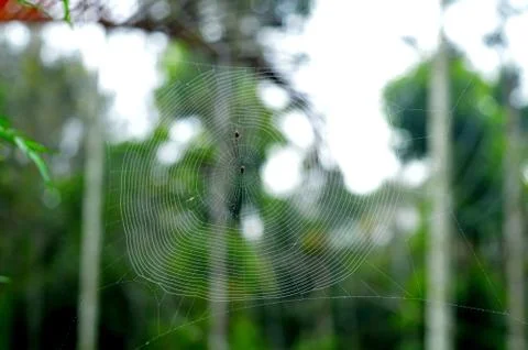 The silk thread of a spider's web is made up of rough hydrophillic (water att Stock Photos