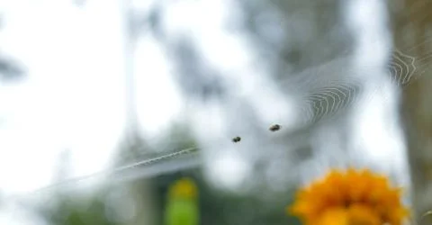 The silk thread of a spider's web is made up of rough hydrophillic (water att Stock Photos